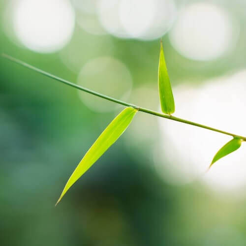 Bamboo Identification Environet