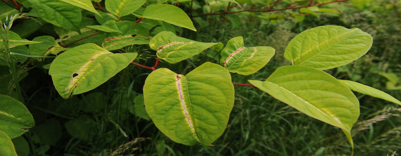 New Japanese knotweed identification video - Environet UK