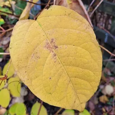 Close up on a Japanese knotweed leaf turning yellow in Autumn