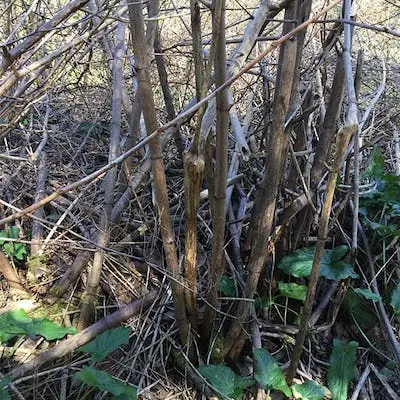 Japanese knotweed canes looking tall, brown and brittle in early winter