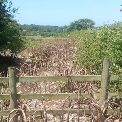Japanese knotweed after herbicide treatment