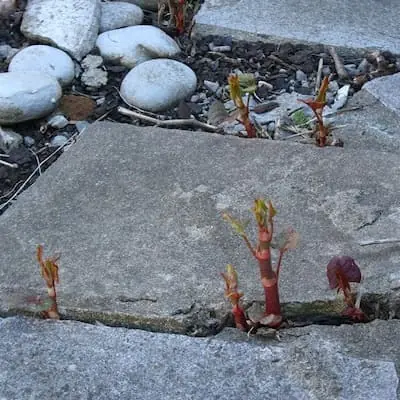 Shoots of Japanese knotweed growing through weaknesses in paving