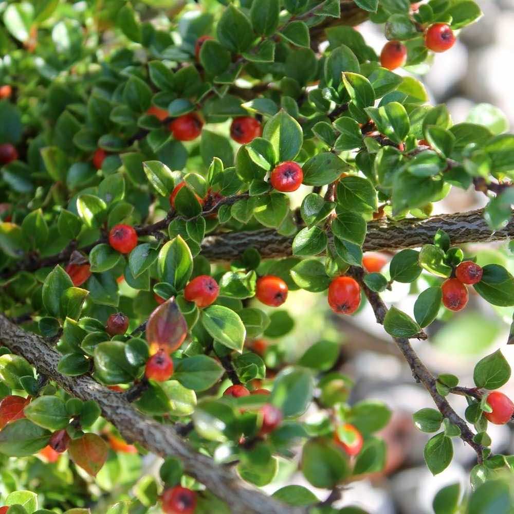 Identify Cotoneaster | Environet