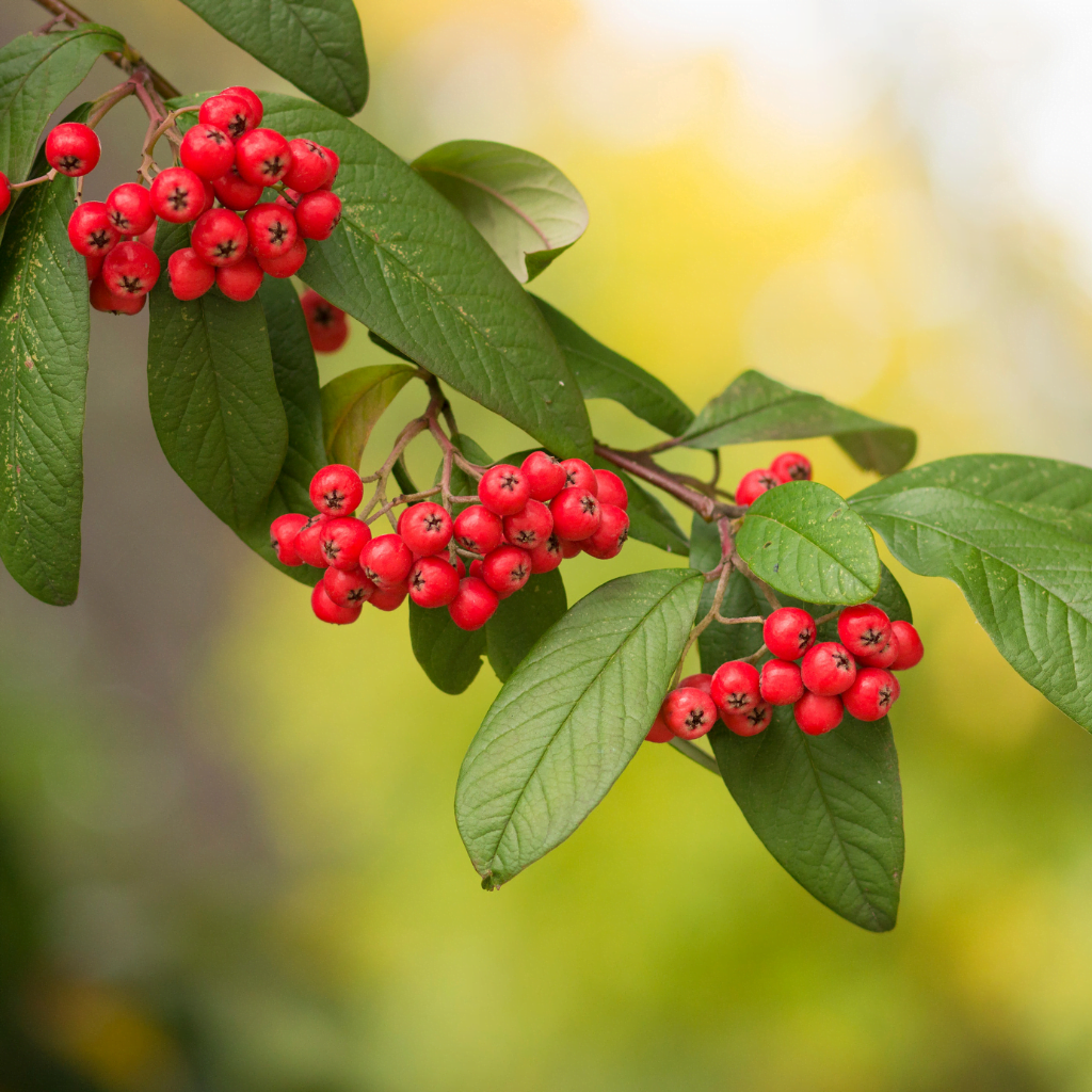 Identify Cotoneaster | Environet