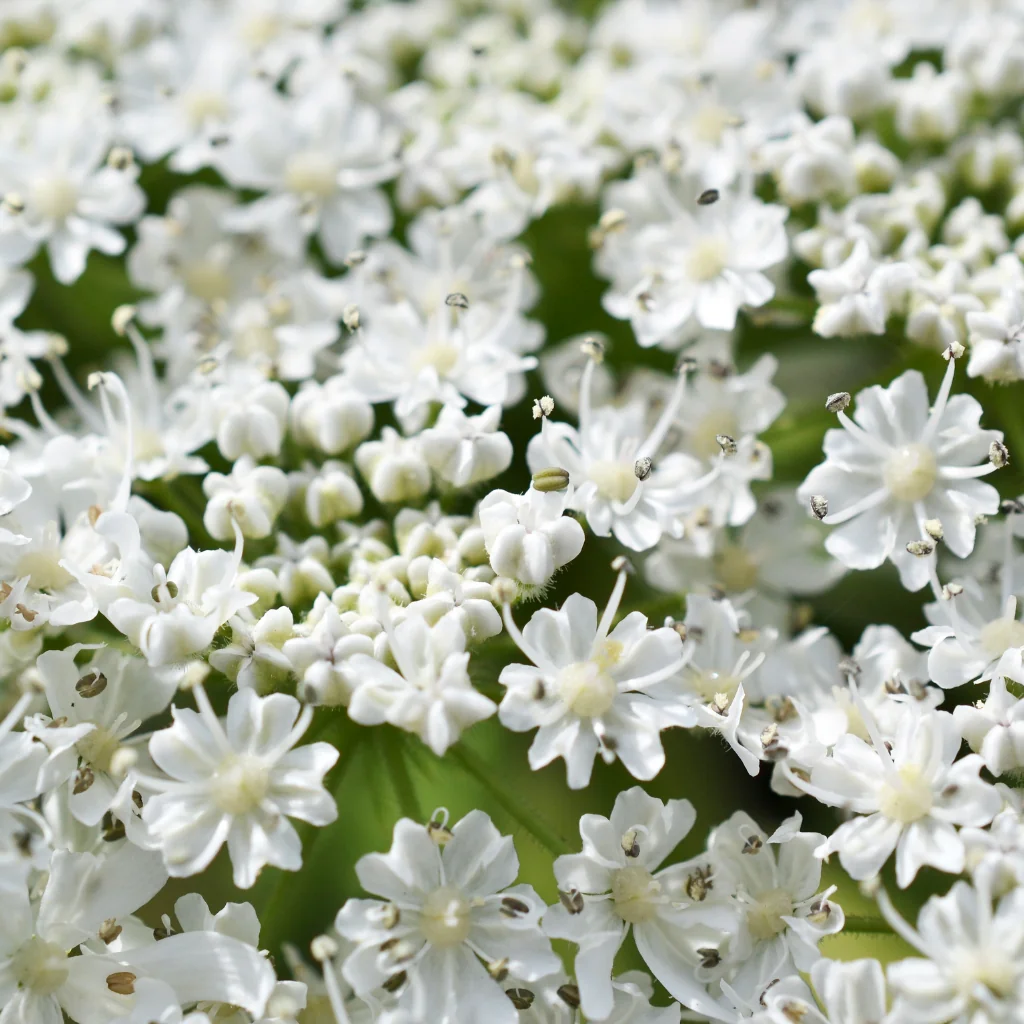 Giant Hogweed white flowers close up
