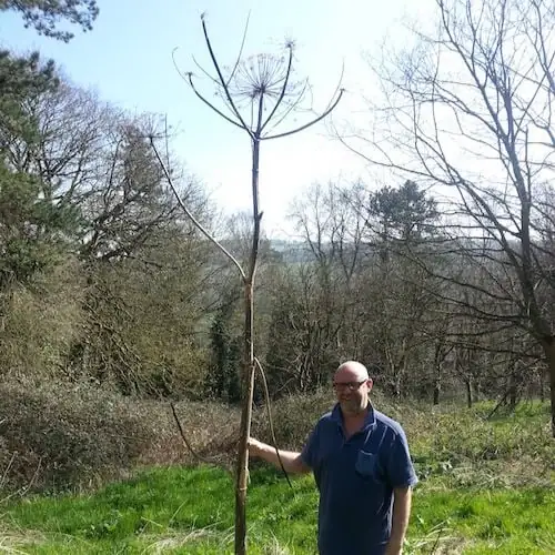 Tall Giant Hogweed with a man posing next to it looking shorter