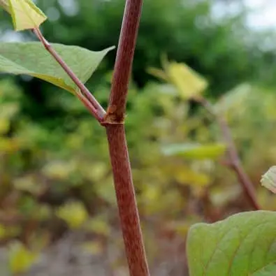 Close up on a Japanese knotweed stem emerging in spring