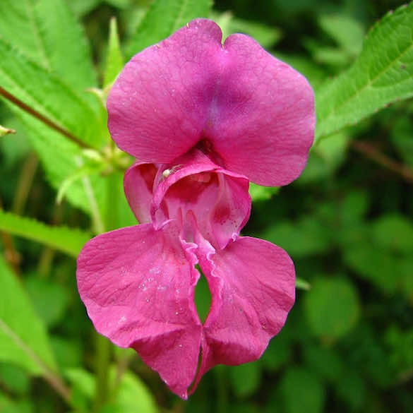 Identify Himalayan Balsam| Environet