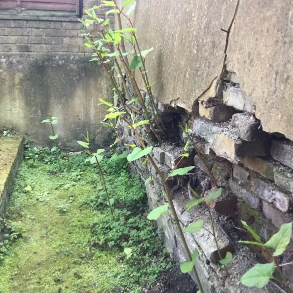 Japanese knotweed growing through a wall