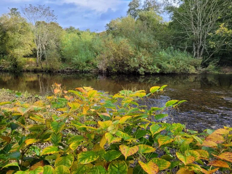 Japanese knotweed in Autumn