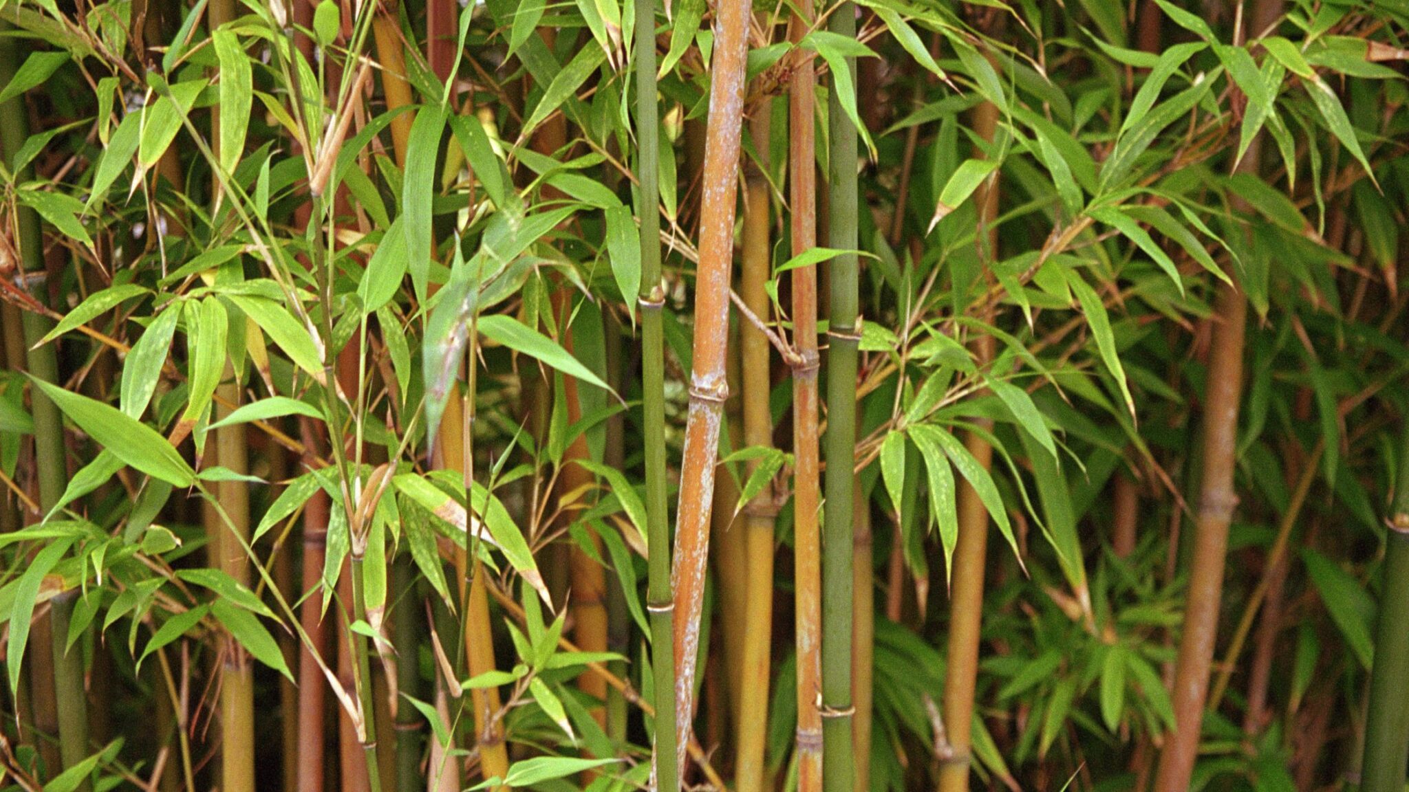 Is bamboo the new Japanese knotweed? - Japanese Knotweed and Invasive ...