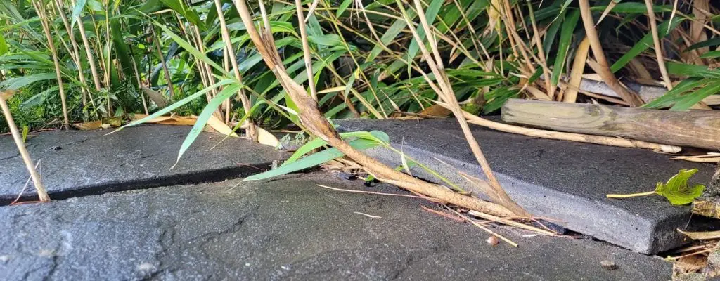 Bamboo pushing up patio