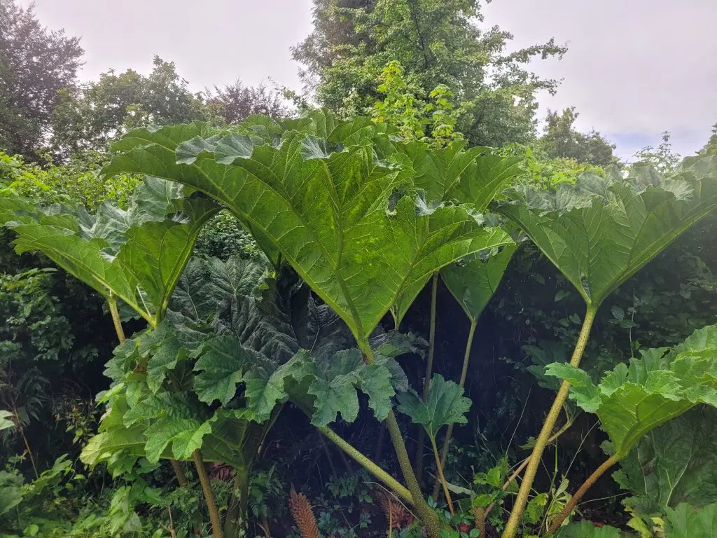 Fully grown gunnera tinctoria