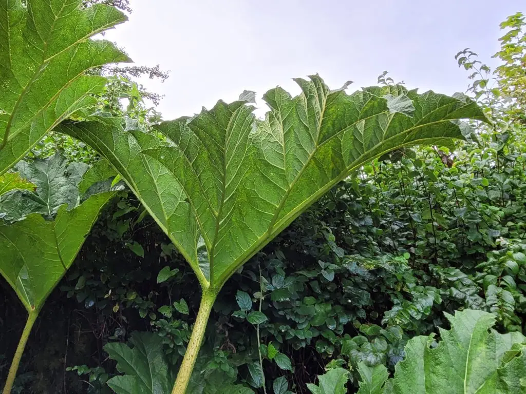 gunnera tinctoria funnel shape leaf