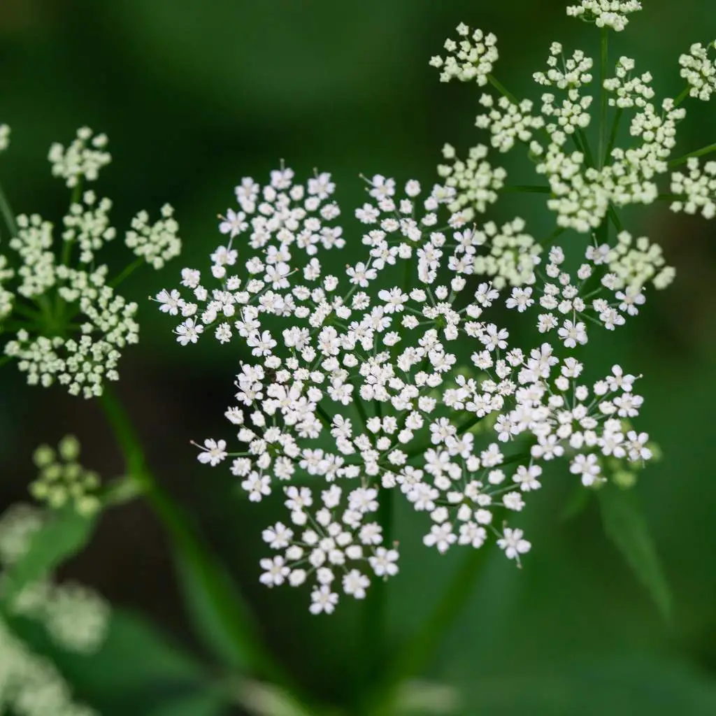 Ground elder flowers