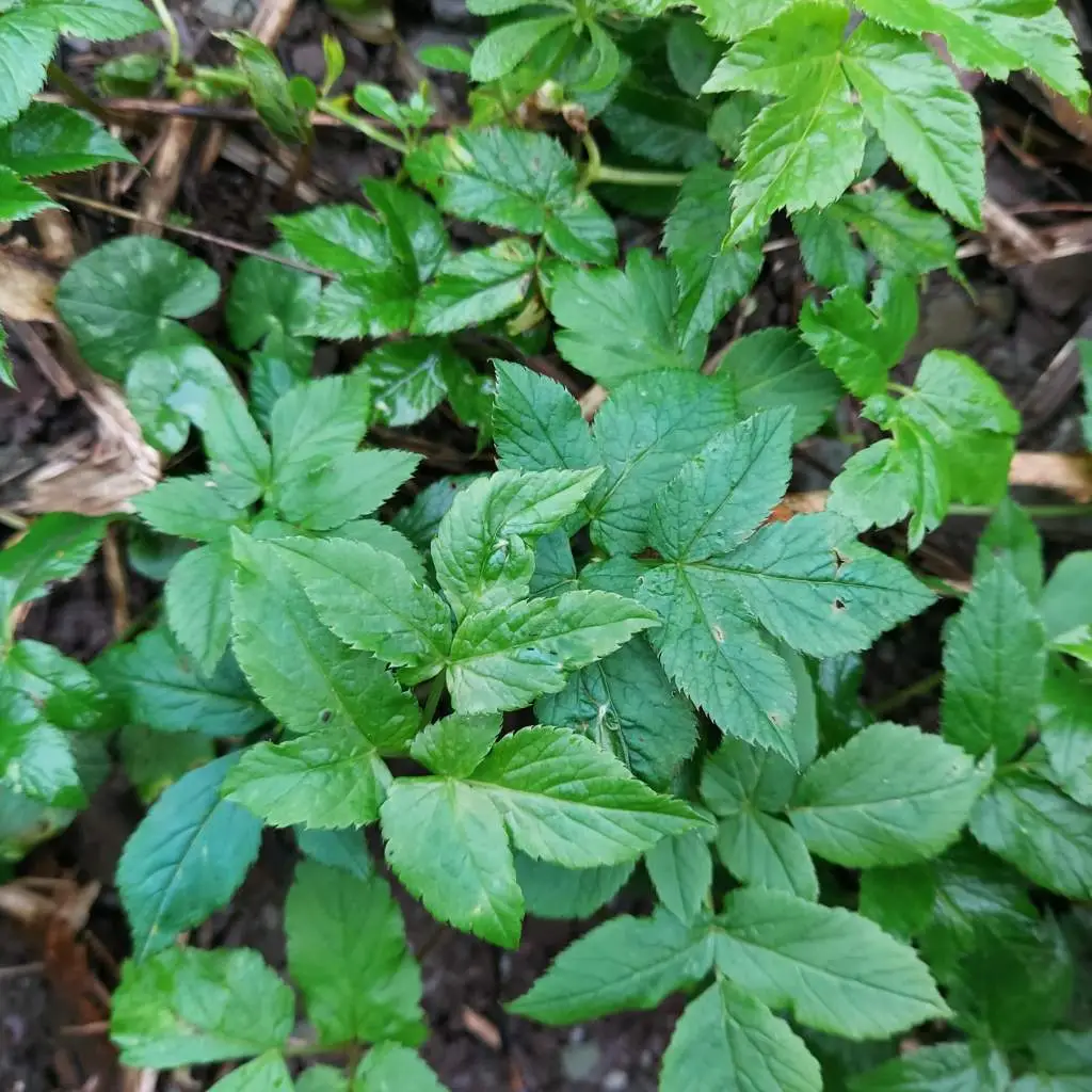 Ground elder leaves in spring