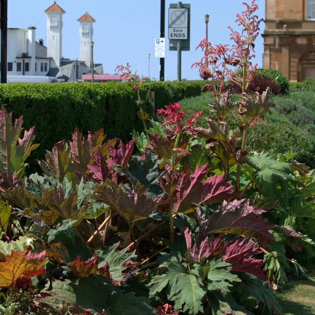 Chinese rhubarb