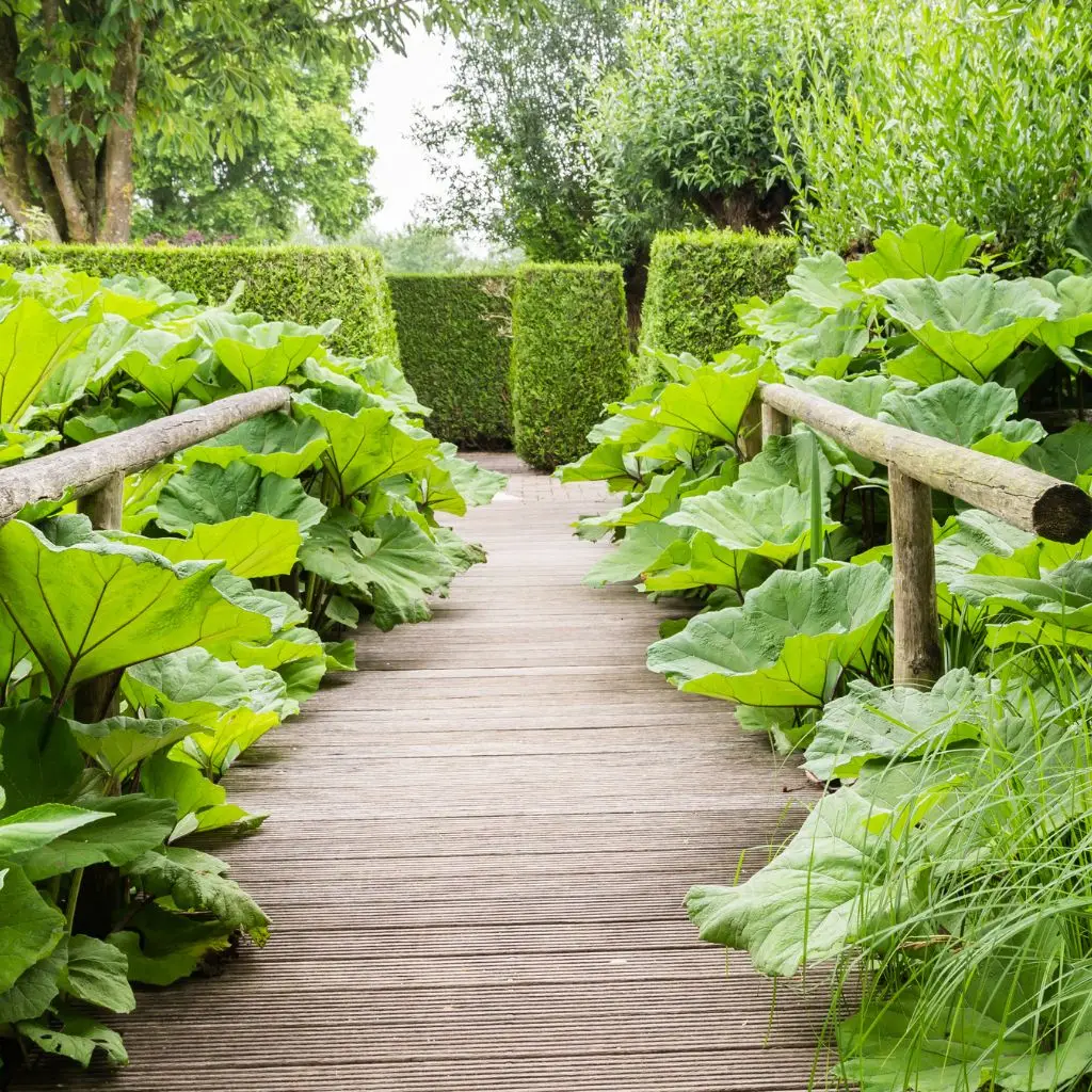 Gunnera taking over a bridge