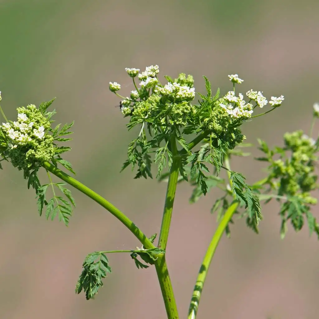 Hemlock, sometimes confused with Ground elder