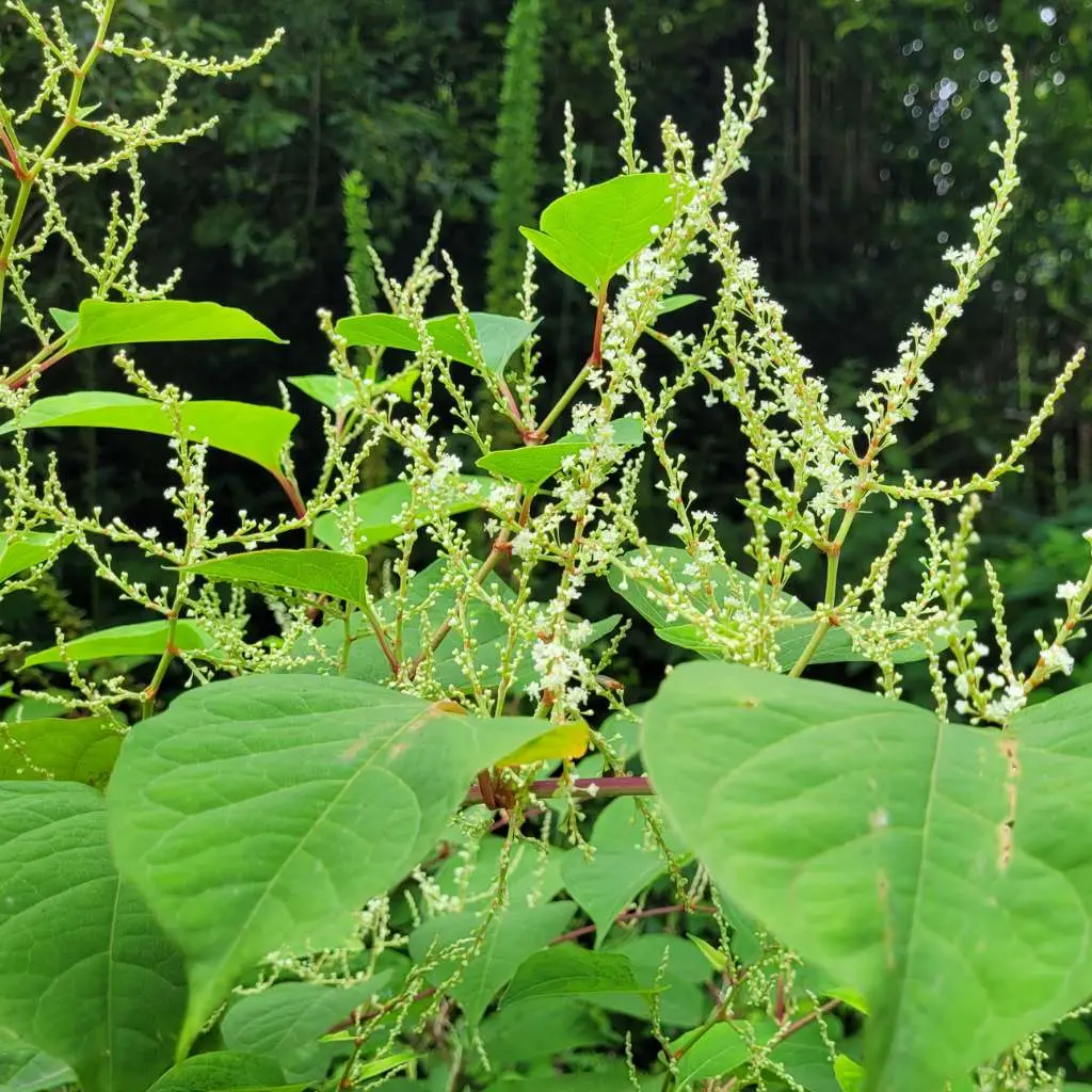 Japanese knotweed flowers