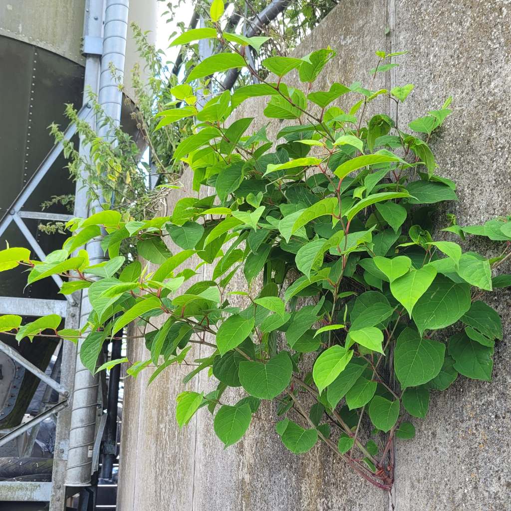 Knotweed growing from the side of a tank