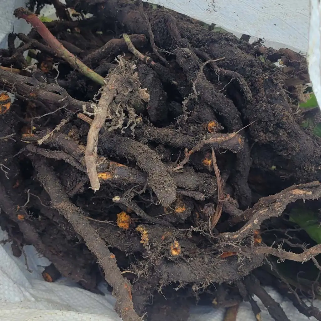 knotweed rhizome in a bag