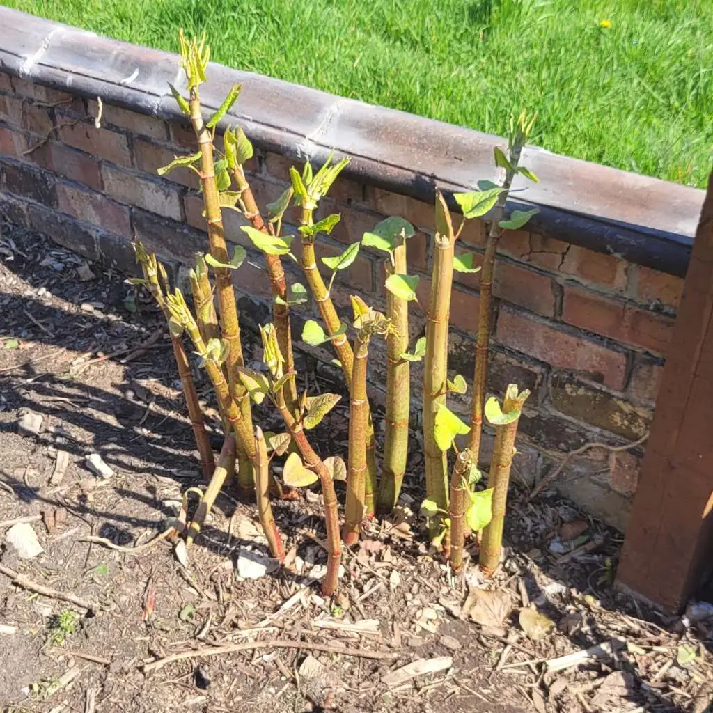 Rapidly growing shoots of knotweed