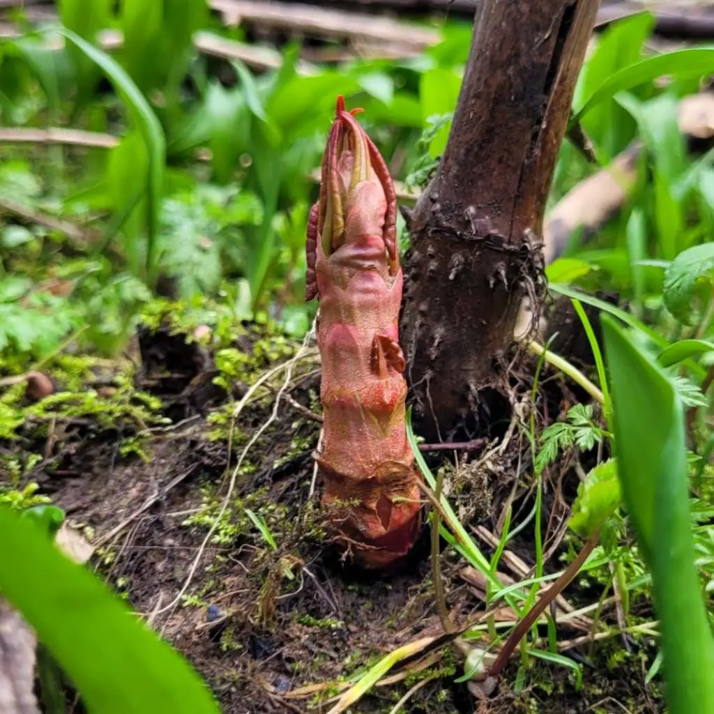 asparagus-like growth of knotweed