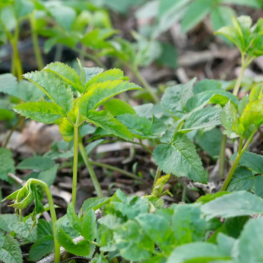 New shoots of Ground elder