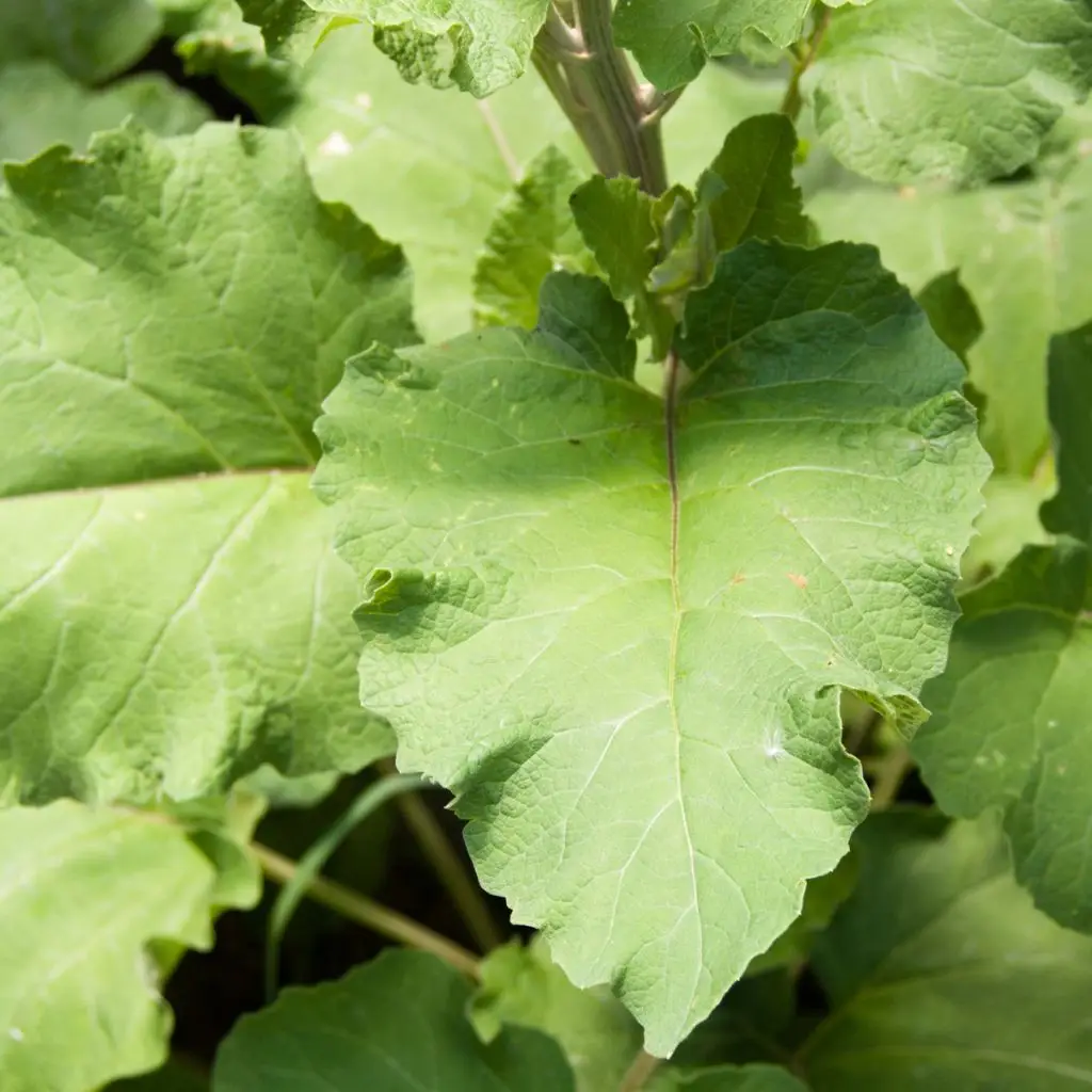 Burdock