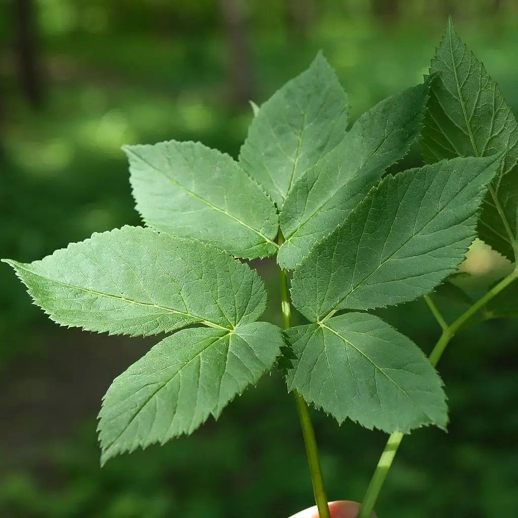 Close up of ground elder