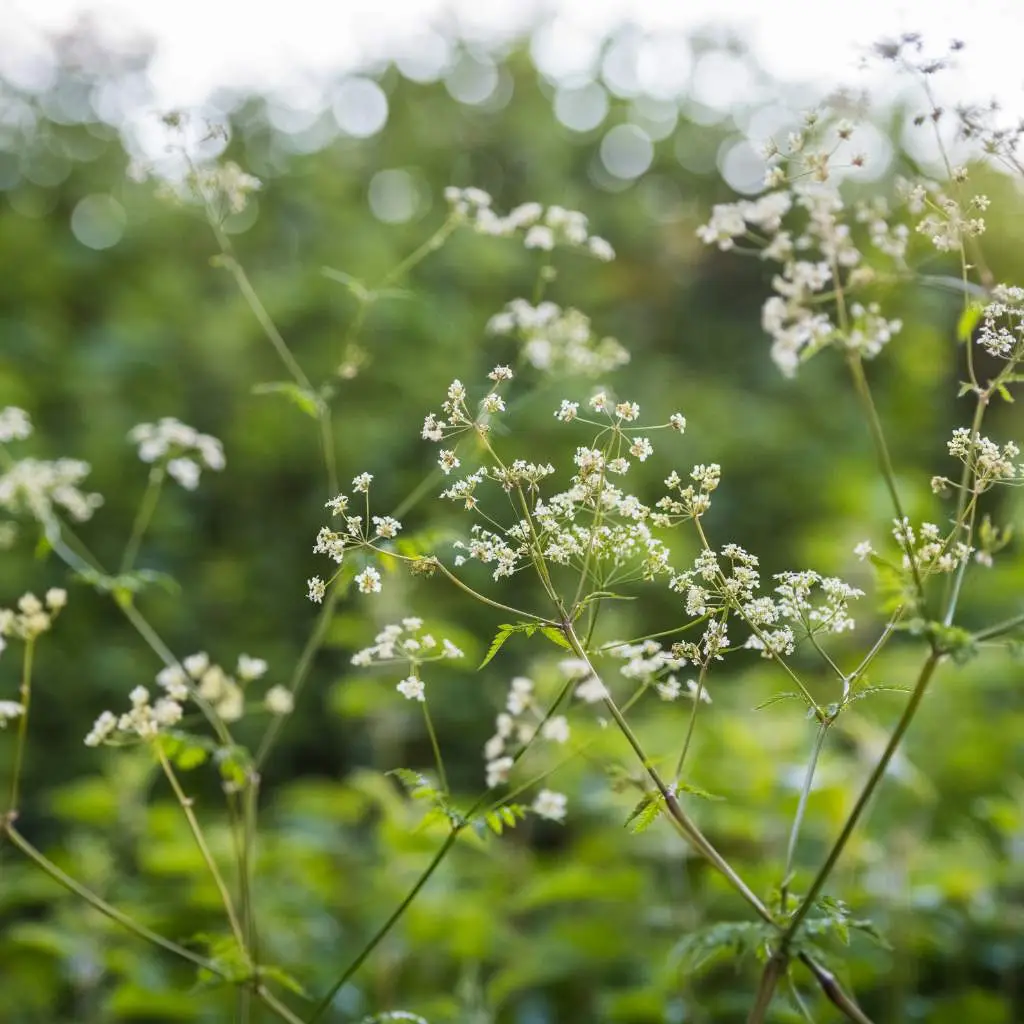 Cow parsley stems in summer