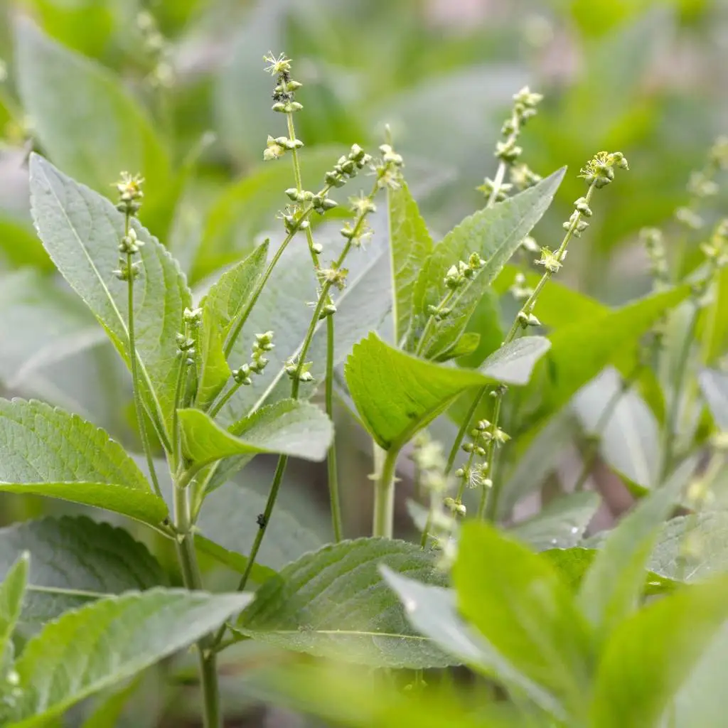 Dog's mercury with flowers