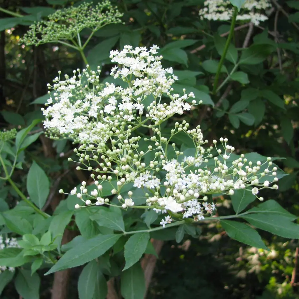 flowers of elderflower, sometimes mistaken for ground elder