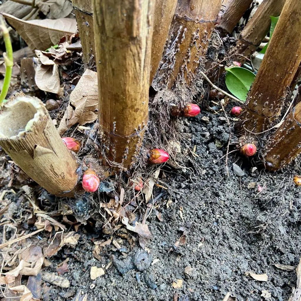 Japanese knotweed buds