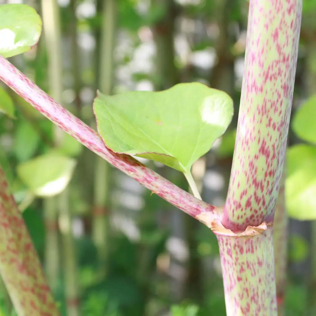 Close-up of speckled knotweed cane