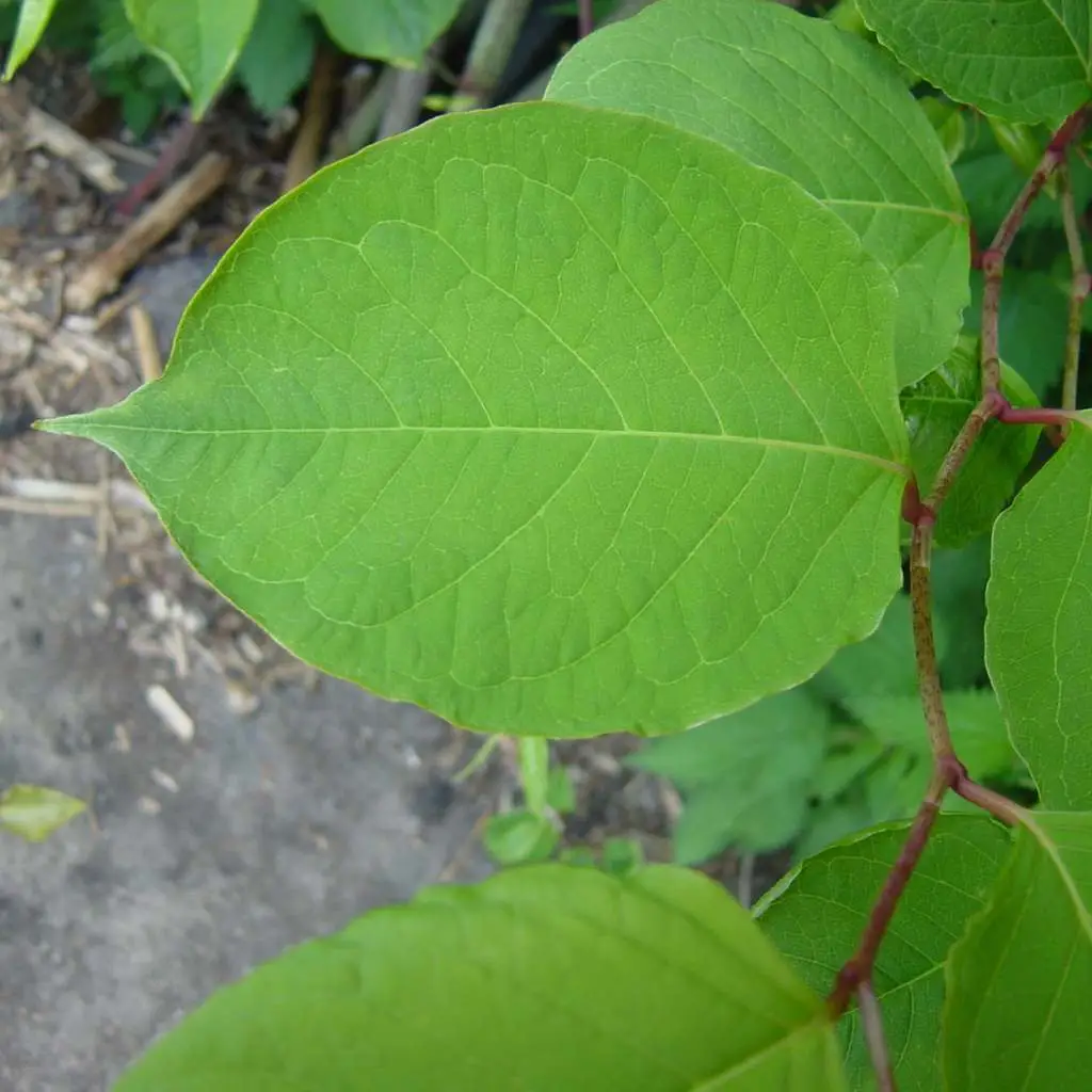 Distinctive shield shape leaves