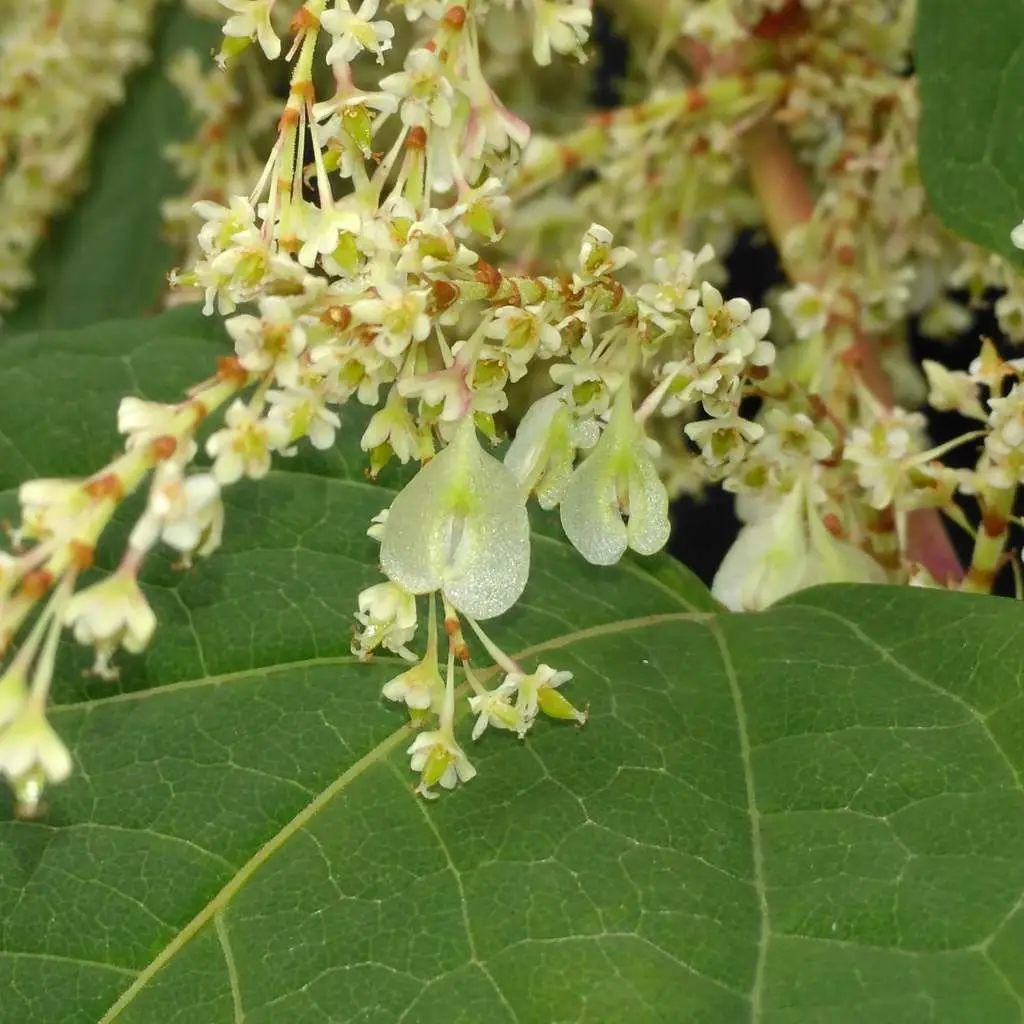 Japanese knotweed seeds