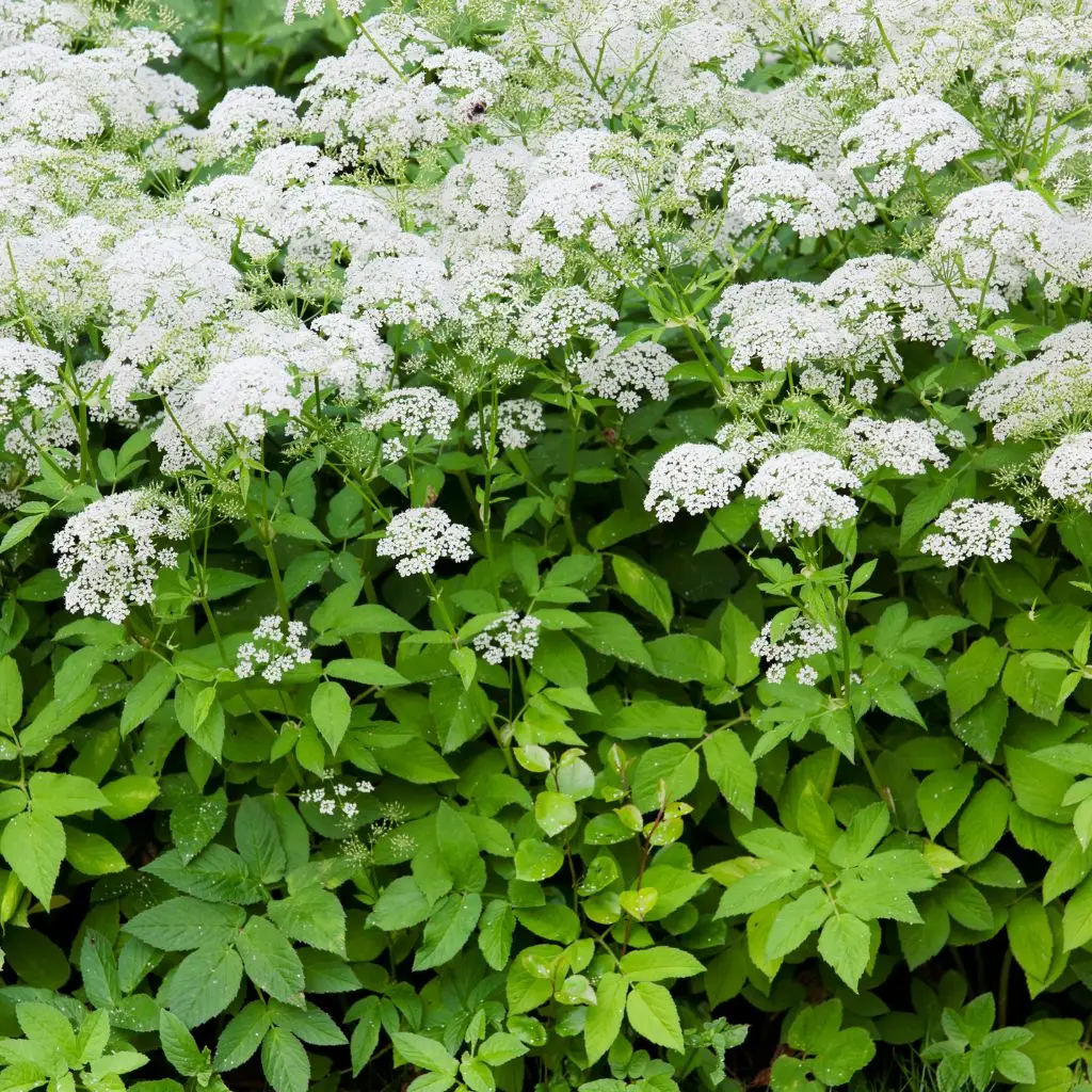 Lots of ground elder takin gover