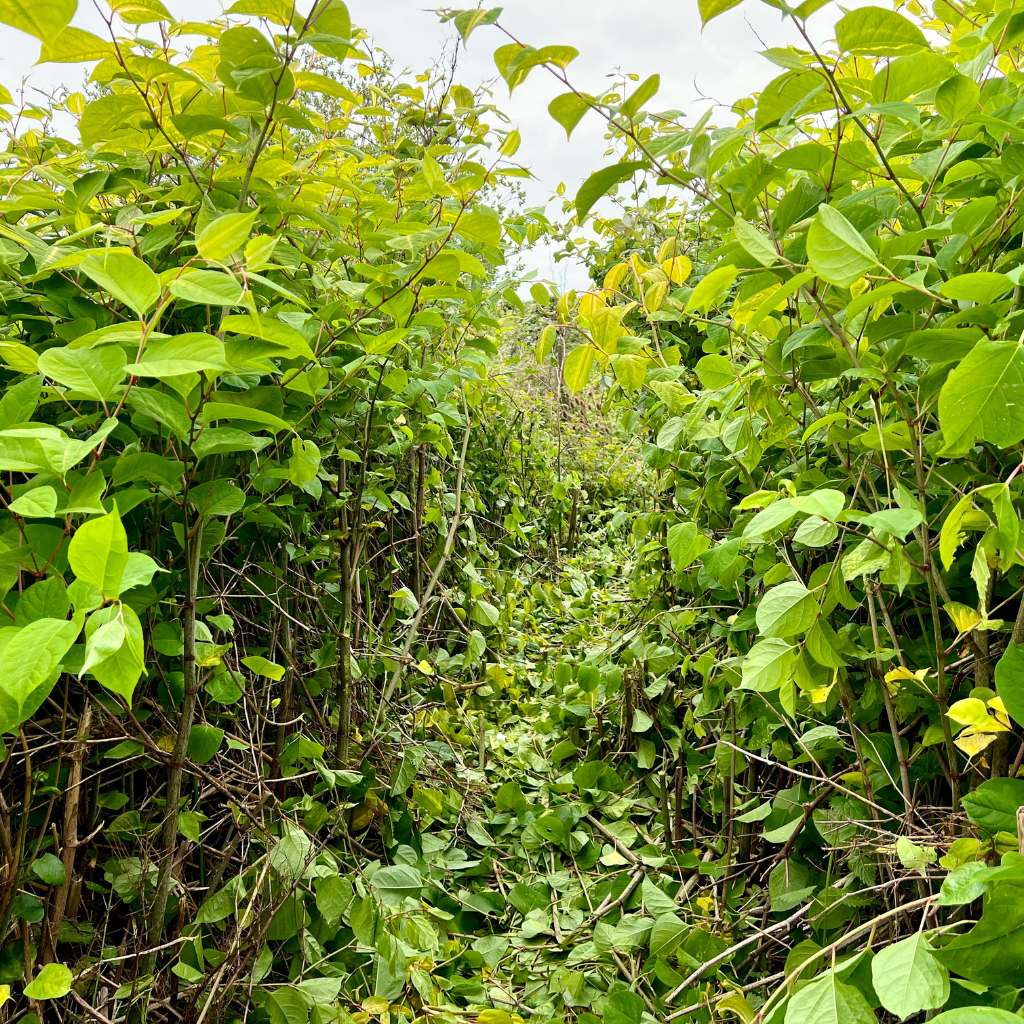 Large infestation of knotweed over 2m tall