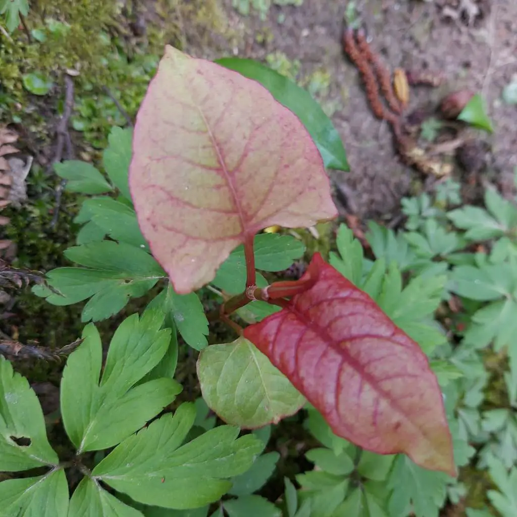 New shoot of knotweed in spring