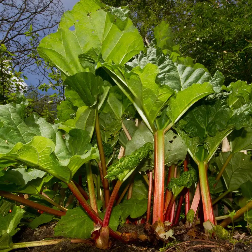 Common rhubarb