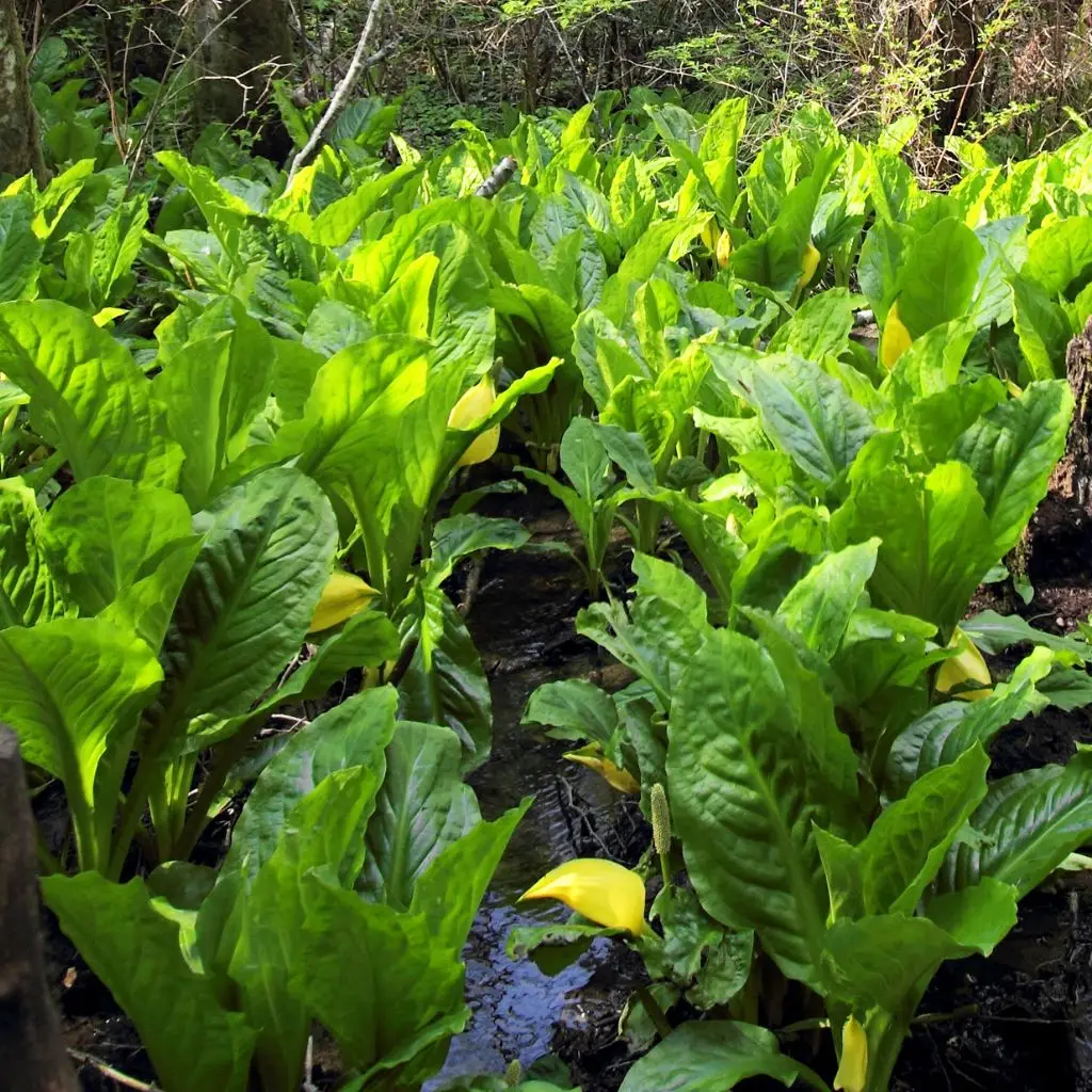 American skunk cabbage