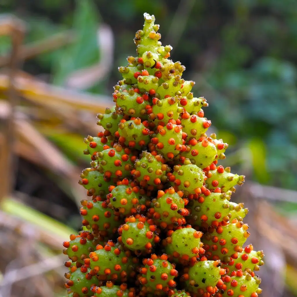 Skunk cabbage seed heads