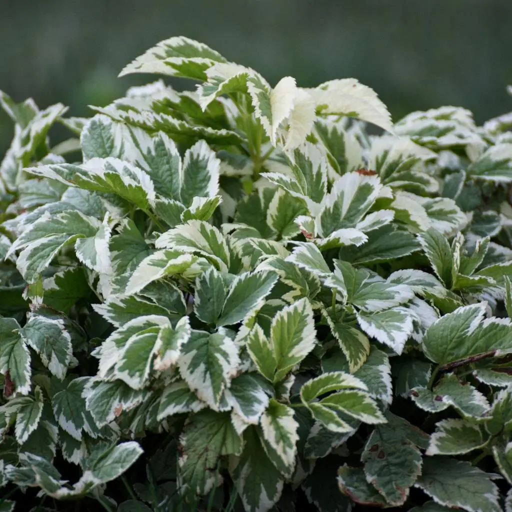 Variegated ground elder