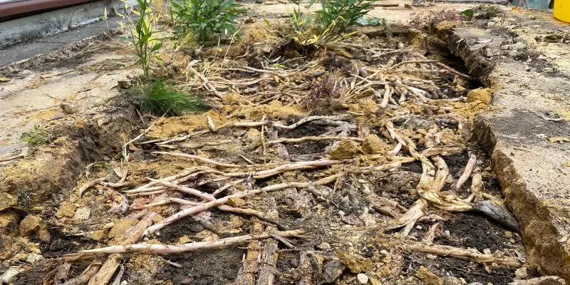 Bamboo runners beneath slab