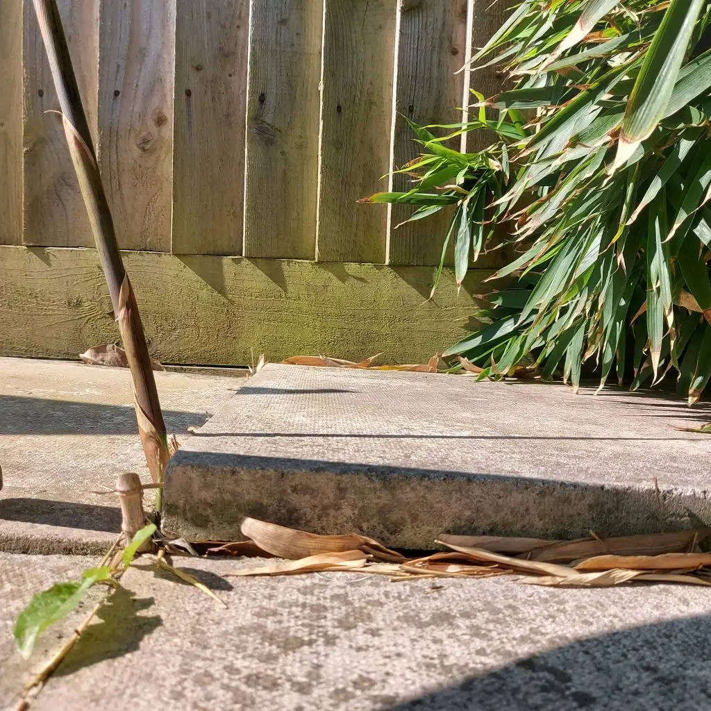 Bamboo patio damage