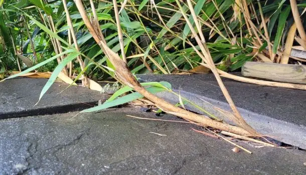 Bamboo pushing up patio